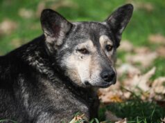 В Москве нашли пропавшую собаку, которая попала под машину на МКАД Собака - РИА Новости, 1920, 14.04.2026