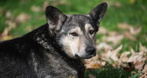 Собака - РИА Новости, 1920, 14.04.2026