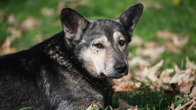 Собака - РИА Новости, 1920, 14.04.2026