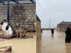 Жители Дагестана спасают животных во время массовых потопов - РИА Новости, 1920, 10.04.2026