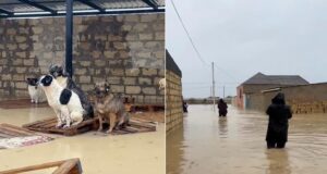 Жители Дагестана спасают животных во время массовых потопов - РИА Новости, 1920, 10.04.2026