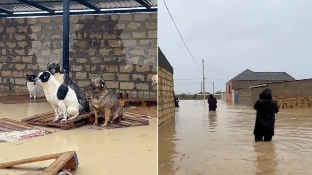 Жители Дагестана спасают животных во время массовых потопов - РИА Новости, 1920, 10.04.2026