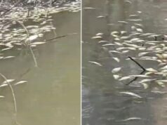 Массовая гибель рыбы в реке Раздольной Приморского края - РИА Новости, 1920, 07.04.2026