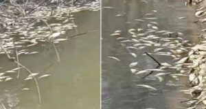 Массовая гибель рыбы в реке Раздольной Приморского края - РИА Новости, 1920, 07.04.2026