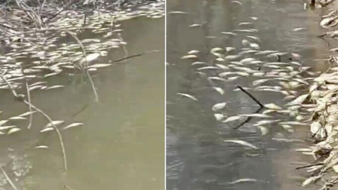 Массовая гибель рыбы в реке Раздольной Приморского края - РИА Новости, 1920, 07.04.2026