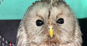 Сова, выпущенная из зоопарка на волю - РИА Новости, 1920, 08.04.2026