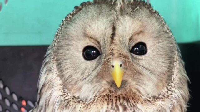Сову, спасенную полицейскими в Иркутской области, выпустили из зоопарка на волю Сова, выпущенная из зоопарка на волю - РИА Новости, 1920, 08.04.2026