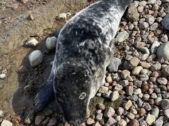 Тюлень, спасенный в Финском заливе - РИА Новости, 1920, 15.04.2026