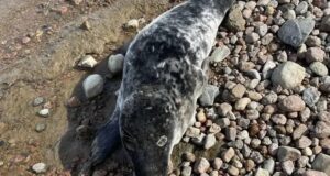 Тюлень, спасенный в Финском заливе - РИА Новости, 1920, 15.04.2026