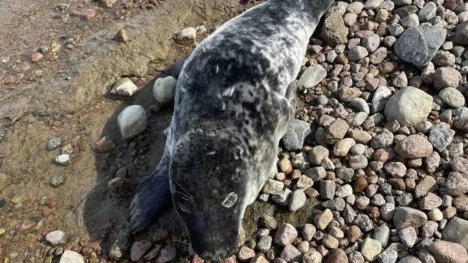 Тюлень, спасенный в Финском заливе - РИА Новости, 1920, 15.04.2026