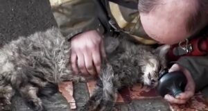 Пожарный спас кошку в Тюмени - РИА Новости, 1920, 16.04.2026