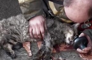 Пожарный спас кошку в Тюмени - РИА Новости, 1920, 16.04.2026