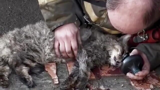 Пожарный спас кошку в Тюмени - РИА Новости, 1920, 16.04.2026