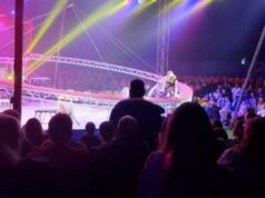 Тигр выпрыгнул из манежа во время выступления в Ростове-на-Дону - РИА Новости, 1920, 20.04.2026