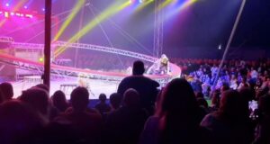 Тигр выпрыгнул из манежа во время выступления в Ростове-на-Дону - РИА Новости, 1920, 19.04.2026