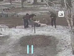 Житель Омска натравил бойцовскую собаку на женщину - РИА Новости, 1920, 24.04.2026