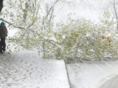 Упавшее дерево из-за циклона - РИА Новости, 1920, 28.04.2026