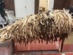 Шкуры хорька, обнаруженные таможенниками у иностранца в аэропорту Шереметьево - РИА Новости, 1920, 29.04.2026