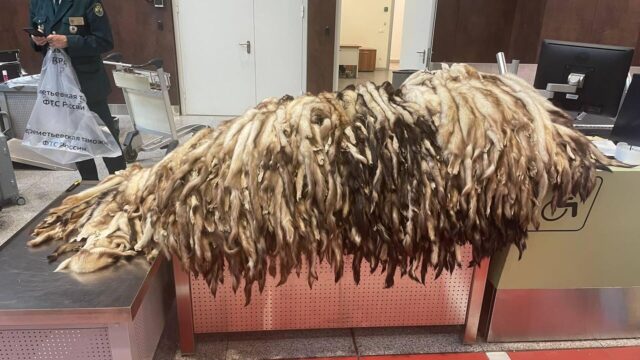 Шкуры хорька, обнаруженные таможенниками у иностранца в аэропорту Шереметьево - РИА Новости, 1920, 29.04.2026