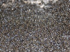 Черная икра - РИА Новости, 1920, 24.04.2026