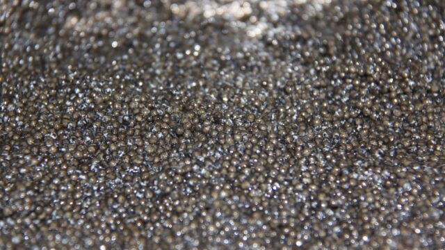 Черная икра - РИА Новости, 1920, 24.04.2026