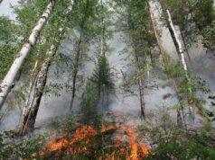 В лесах Еврейской автономной области отменили режим ЧС Лесной пожар - РИА Новости, 1920, 08.04.2026