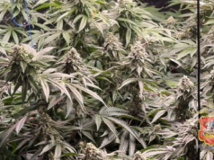 xk8rc0crcntxk6jsoto77jsnsb487tg7