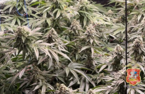 xk8rc0crcntxk6jsoto77jsnsb487tg7