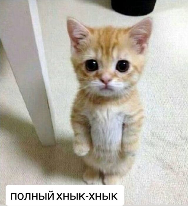 За использование чужих фото котят с селлера маркетплейса взыскали 77 тысяч рублей.