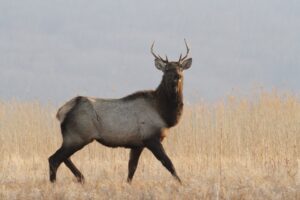 Сезон охоты неудачно открыл глава Закаменского района Бурятии. Сергей Гонжитов застрелил изюбра без