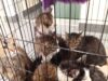 22 котика погибли из-за прорыва трубы с кипятком в котокафе «МяуМяу» в Калининграде.