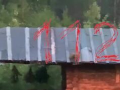 Медведь пришёл попариться в баню к отдыхающим.