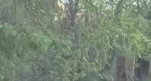 Женщина подстрекала сына избивать мальчика на детской площадке в Хабаровске.