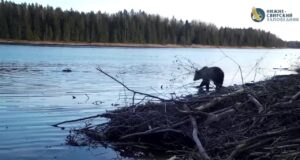 «Водное самбо»: медведь разнял поединок двух бобров в Ленобласти.
