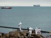 Около Туапсинского НПЗ ликвидировали разлив нефти и сделали земляной вал Очистка побережья в Туапсе от нефтепродуктов - РИА Новости, 1920, 20.05.2026