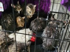 Выжившие коты после прорыва трубы в котокафе в Калининграде - РИА Новости, 1920, 07.05.2026