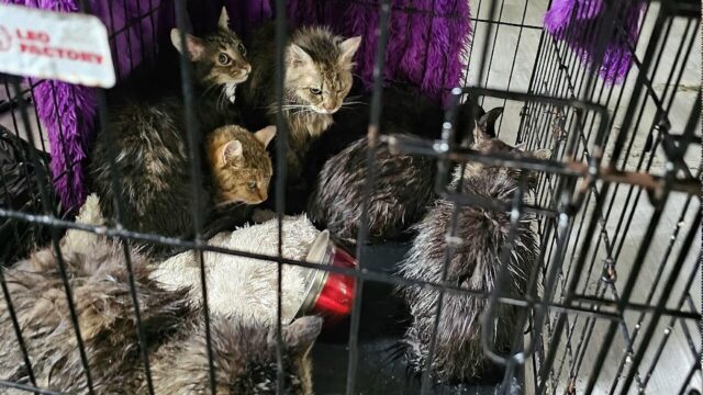 Выжившие коты после прорыва трубы в котокафе в Калининграде - РИА Новости, 1920, 07.05.2026