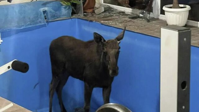 В Калининграде лось ворвался в дом и упал в бассейн без воды Лось ворвался в дом к жителю Калининграда - РИА Новости, 1920, 11.05.2026