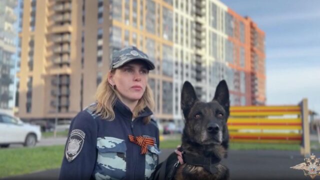 Служебная собака по кличке Ямато помогла отыскать пропавшего в Ленинградской области ребенка - РИА Новости, 1920, 23.05.2026