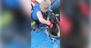 Сотрудники МЧС достают собаку из дренажного колодца в Калининграде - РИА Новости, 1920, 28.05.2026