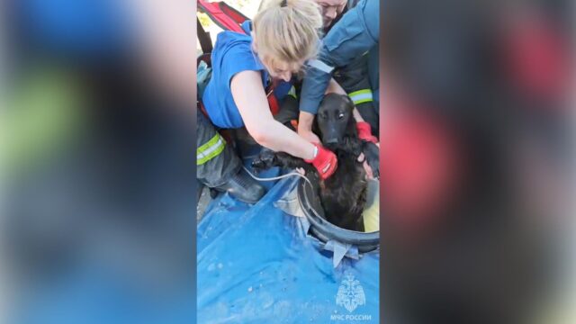 В Калининграде сотрудники МЧС спасли собаку, упавшую в колодец на стройплощадке Сотрудники МЧС достают собаку из дренажного колодца в Калининграде - РИА Новости, 1920, 28.05.2026
