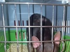 Москвичку и её собачку спасли благодаря открыткам в домовом чате. Москвичку и её собачку спасли благодаря открыткам в домовом чате.