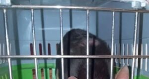 Москвичку и её собачку спасли благодаря открыткам в домовом чате.