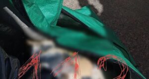 Предварительно, человеческую голову достали из реки Мойки в Петербурге.