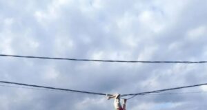 Недо-Человек-паук решил повисеть на паутине проводах в Люберцах. Снимать его пришлось спасателям.