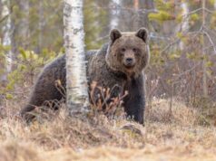 Медведь напал на шестиклассника в Пермском крае.