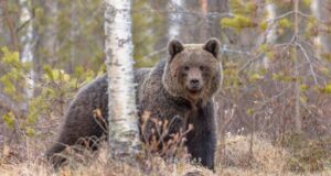 Медведь напал на шестиклассника в Пермском крае.