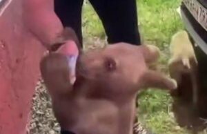Кадр видео, на котором медвежонка кормят снюсом в Назрани, Ингушетия - РИА Новости, 1920, 24.06.2026