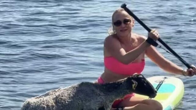 Жительница Перми на сапборде спасла барахтающегося в воде барана Пермячка на сапборде спасла барана, который тонул в реке - РИА Новости, 1920, 19.06.2026