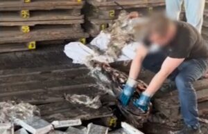 Полтонны кокаина нашли в тушах тунца в порту Петербурга. У предполагаемого организатора изъяли элитн